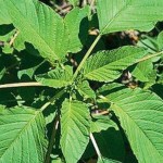 Used combines from across state lines can spread No. 1 weed Palmer aramanth