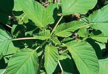 Used combines from across state lines can spread No. 1 weed Palmer aramanth