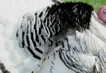 Add heritage breed livestock to your farm