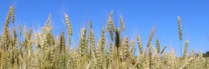 wheatfield closeup wheatfield closeup