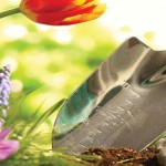 February’s gardening to-do list February gardening