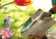 February’s gardening to-do list February gardening