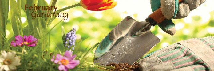 February gardening
