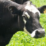 Cattle market: Record prices, more feed means expansion beef cattle herd