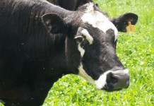 Cattle market: Record prices, more feed means expansion beef cattle herd