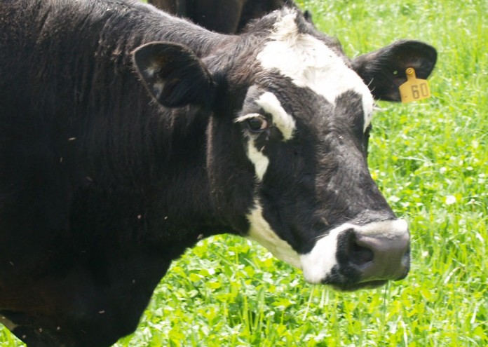 beef cattle herds beef cattle herd
