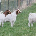 Goats for land management boer goats