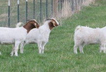 Goats for land management boer goats