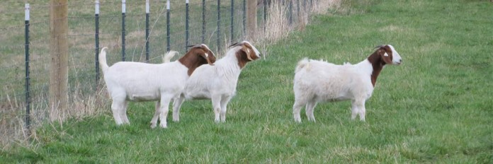 boer goats boer goats