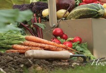 How to understand USDA hardiness zones garden