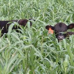 Winter cover crops make better spring soils