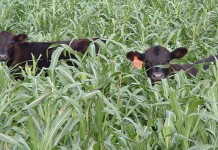 Winter cover crops make better spring soils