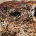 Groundhog Day forecast: Winter isn’t over yet groundhog