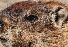 Groundhog Day forecast: Winter isn’t over yet groundhog