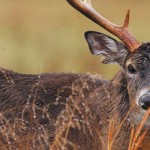 A prize-winning buck and more on ethanol buck
