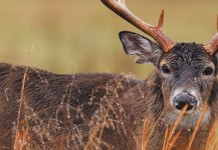 A prize-winning buck and more on ethanol buck