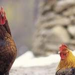 Ohio poultry owners advised to increase biosecurity