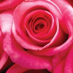 5 tips for keeping cut flowers fresh roses