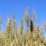 Lackluster grain markets trade weak news wheat closeup