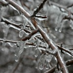 Ohio fruit growers brace for winter, but are hopeful for spring yields