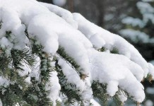 Preventative maintenance eases winter stresses on trees and shrubs winter trees
