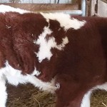 Calf born with heart in its throat calf with heart defect