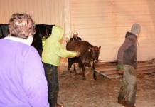 Pennsylvania barn collapse traps cows