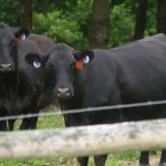 CAB marks record beef sales Black Angus