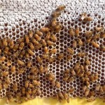 Bees working in the Flow Frame