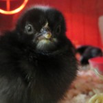 Dickie Bird Farm chick