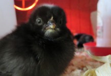 Pick a chick: How to choose the best breed of poultry for your backyard Dickie Bird Farm chick