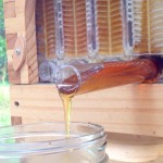 Honey-draining3