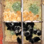 box of chicks