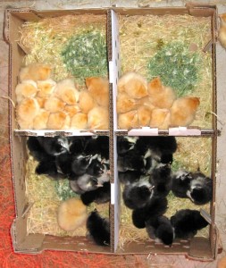box of chicks