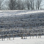 Apply manure correctly this winter for best results Manure field 2