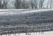 5 guidelines for winter manure application Manure field 2