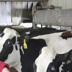 Pitching farm life: Brenda Hastings takes dairy industry in an all new direction