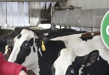 Pitching farm life: Brenda Hastings takes dairy industry in an all new direction