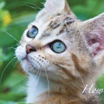 5 tips for creating a pet-friendly garden cat in garden