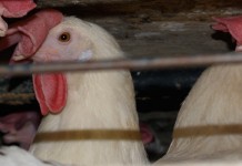 OSHA levies more fines against Case Farms chickens