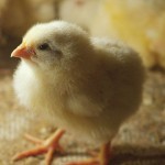 Parents: Spring chicks may carry Salmonella chicks