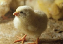 Parents: Spring chicks may carry Salmonella chicks