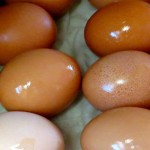 eggs