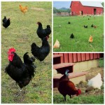 Free range chickens