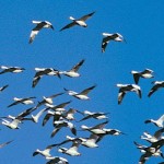 Snow geese likely victims of avian cholera geese