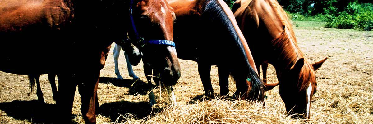 Penn State Extension looking for farm partners for research project horses eating hay