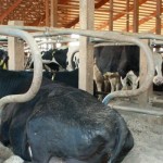 Dairy price swings should balance out