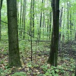 No clear-cut answer: Forestry groups say checkoff battle is not over