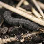 Black cutworms are on their way