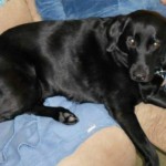 Search for missing service dog goes nationwide